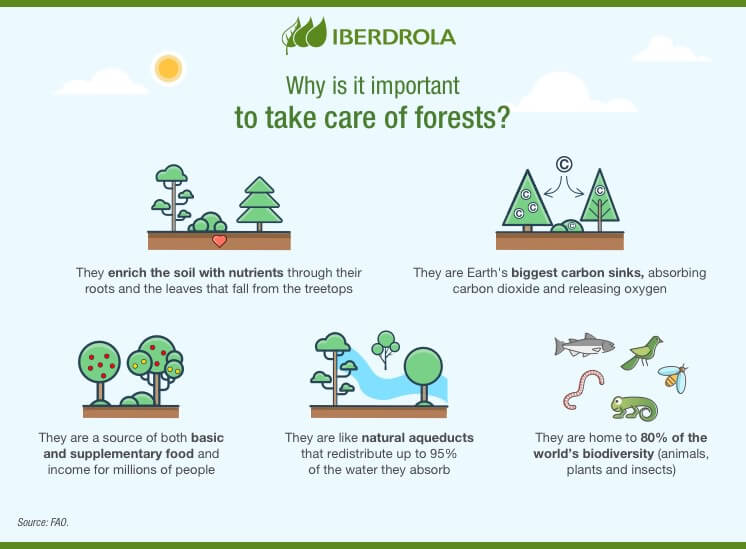 Forest infographic by Iberdrola